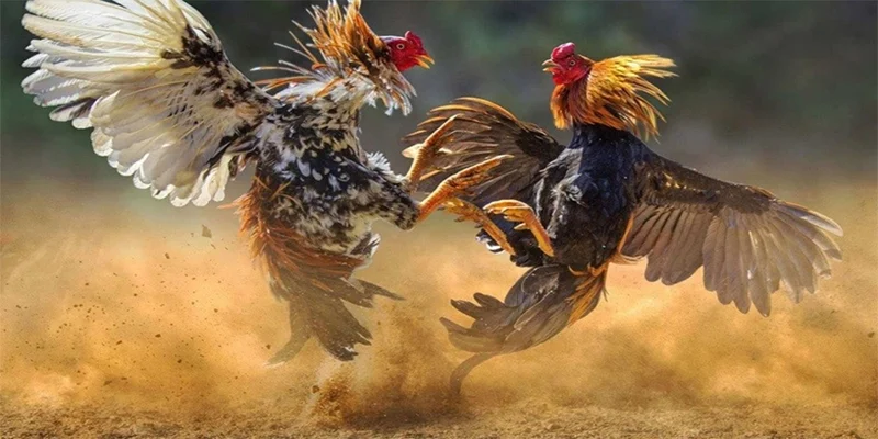 Chia sẻ cách nhận nhiều phần thưởng từ đá gà H3bet