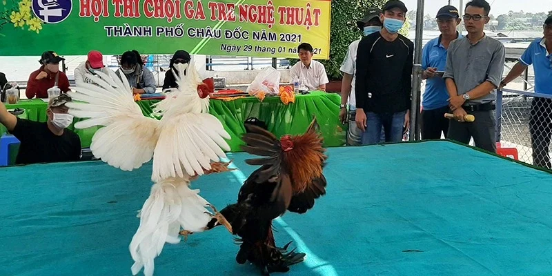Đá gà tre được nhiều người qua tâm