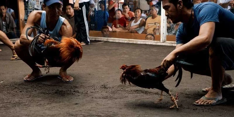 Giới thiệu sơ lược về đá gà cựa dao