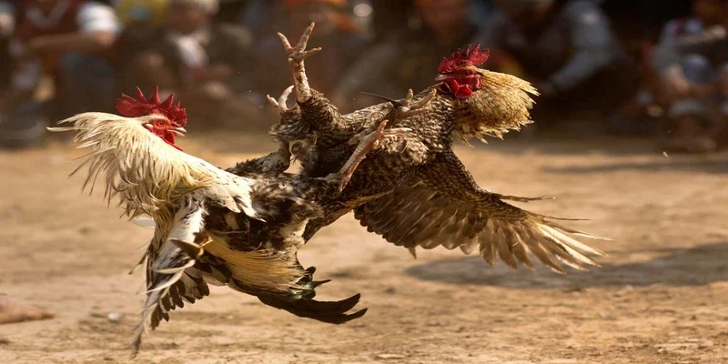 Sảnh đá gà H3bet được bình chọn là địa chỉ uy tín