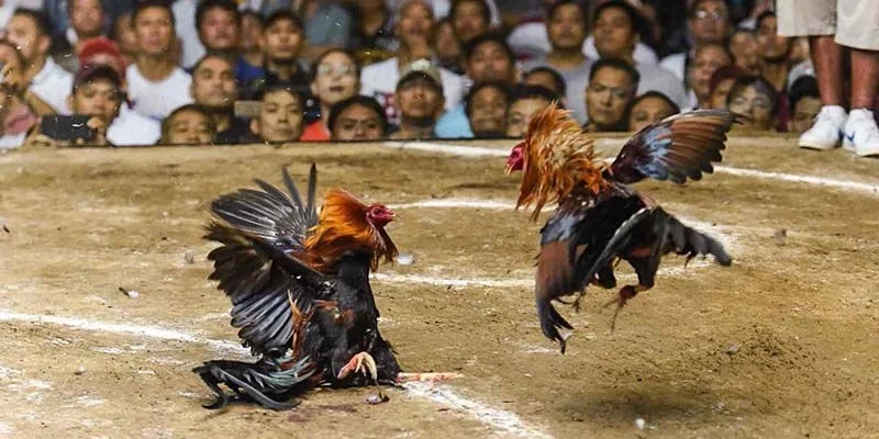 Tìm hiểu quá trình diễn ra của một trận đá gà cựa dao