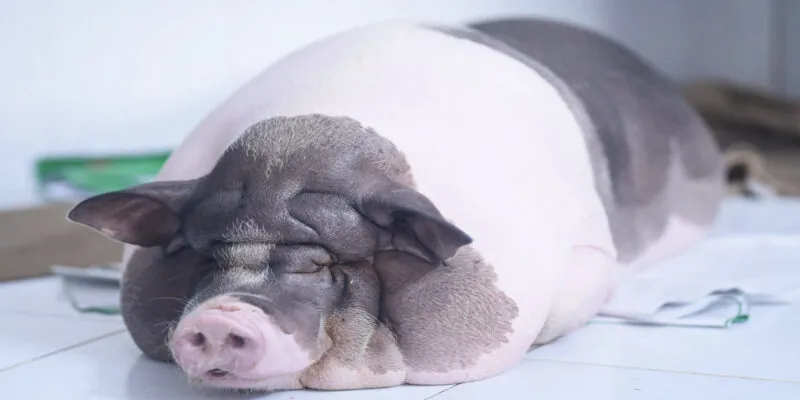 Giải mã ý nghĩa về giấc mơ thấy heo