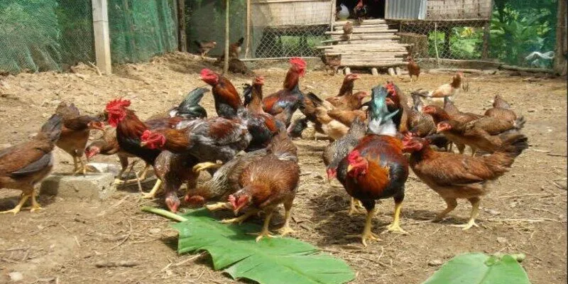 Áp dụng kỹ thuật nuôi gà thả vườn bằng cách quy hoạch chuồng trại