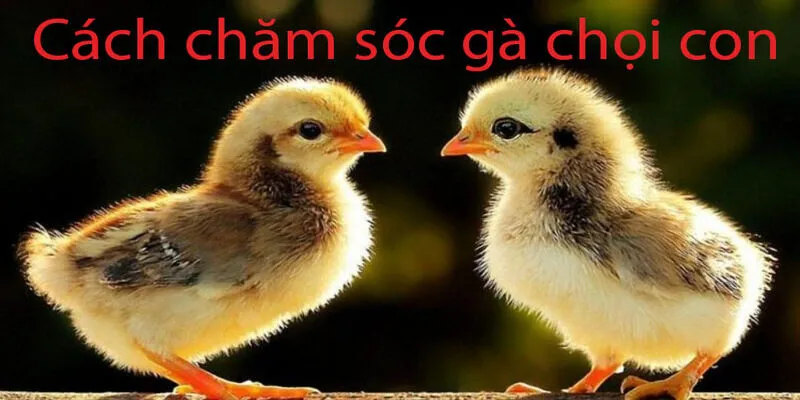 Cách chăm sóc gà chọi con