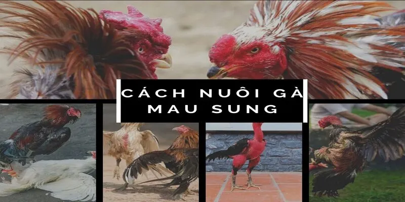 Cách nuôi gà đá mau sung bằng thức ăn