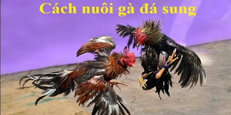 Cách nuôi gà đá mau sung