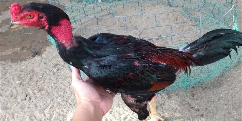 Chọn giống gà phù hợp để phòng tránh bệnh
