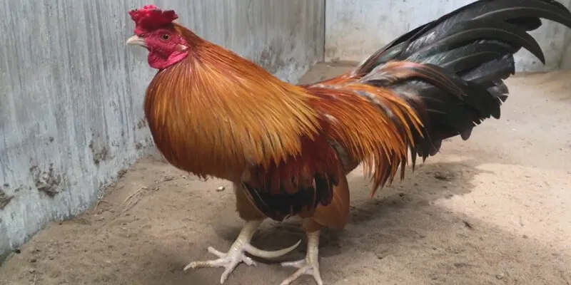 Gà Cao Lãnh Đồng Tháp với nhiều ưu điểm nổi bật