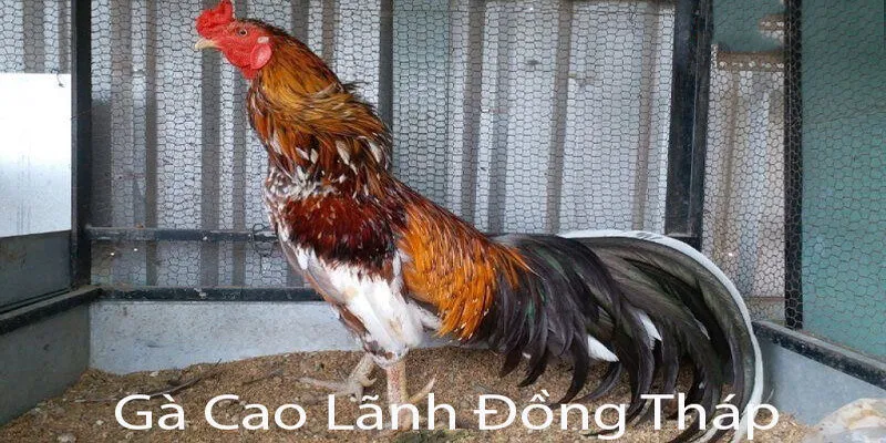 Gà Cao Lãnh Đồng Tháp