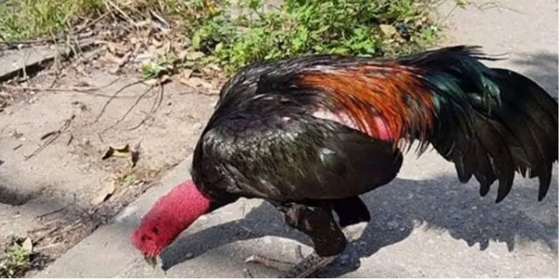 Gà chân chì tốt hay xấu 