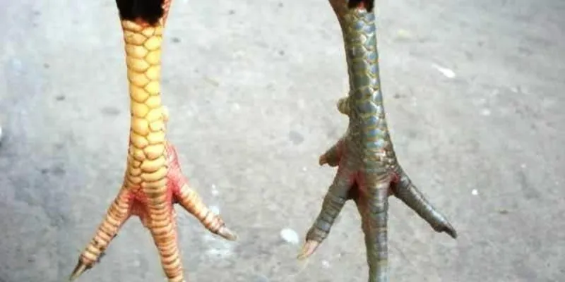 Những giống gà chân chì nên sở hữu 