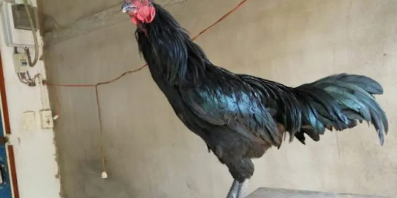 Vì sao lại phân ra gà chân chì tốt hay xấu? 