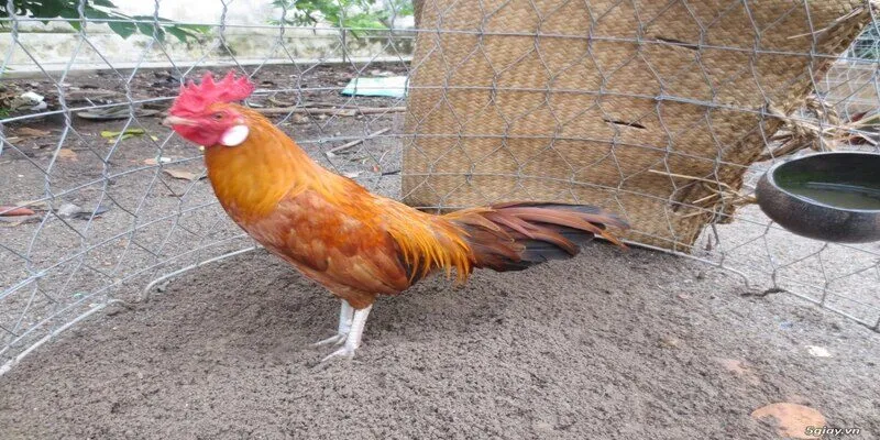 Gà ngũ sắc chân trắng là như thế nào