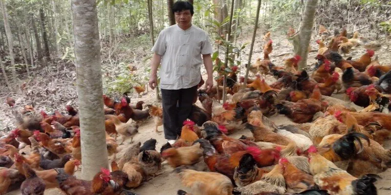 Hãy chọn những giống gà phù hợp để nuôi