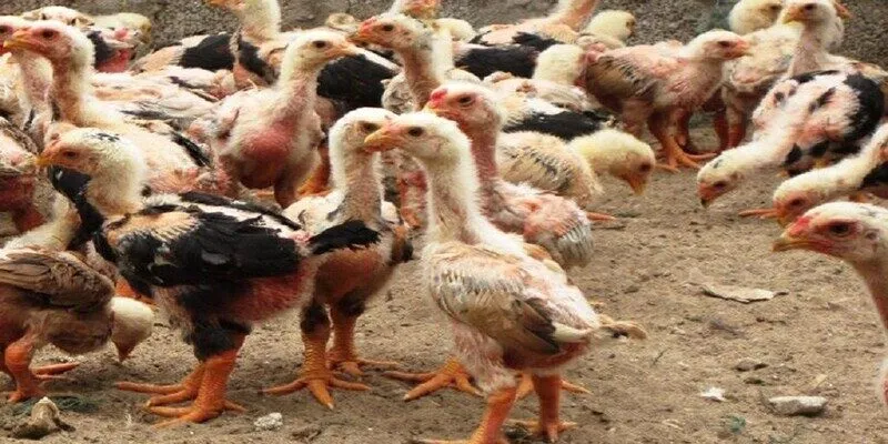 Kỹ thuật nuôi gà thả vườn là như thế nào