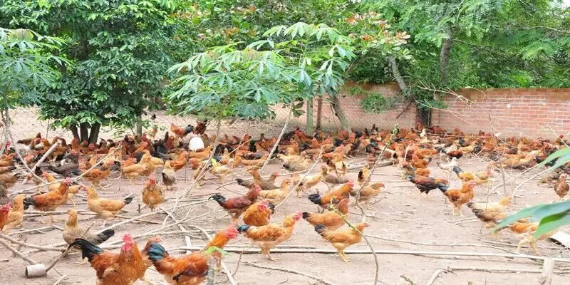 Kỹ thuật nuôi gà thả vườn