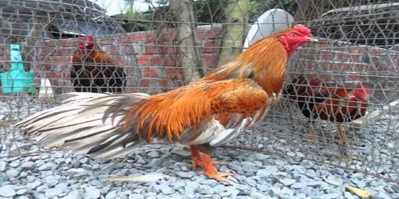 Nguồn gốc của Gà Cao Lãnh Đồng Tháp