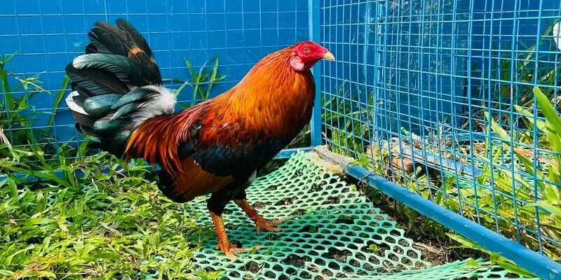 Những điều cần chuẩn bị trước khi áp dụng những cách lên cựa gà tre