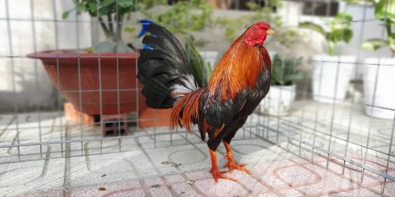 Những điều cần chuẩn bị trước khi áp dụng những cách lên cựa gà tre