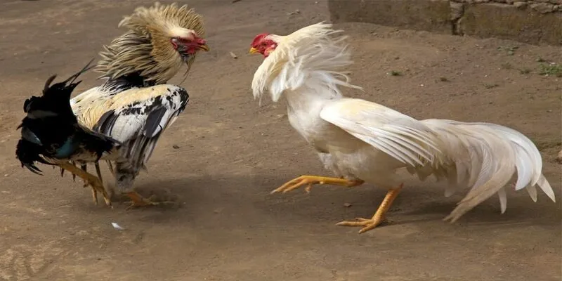Cách nuôi gà đá mau sung bằng thức ăn